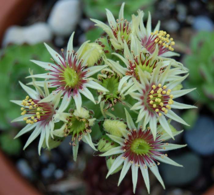 Sempervivum Dachwurz Hauswurz